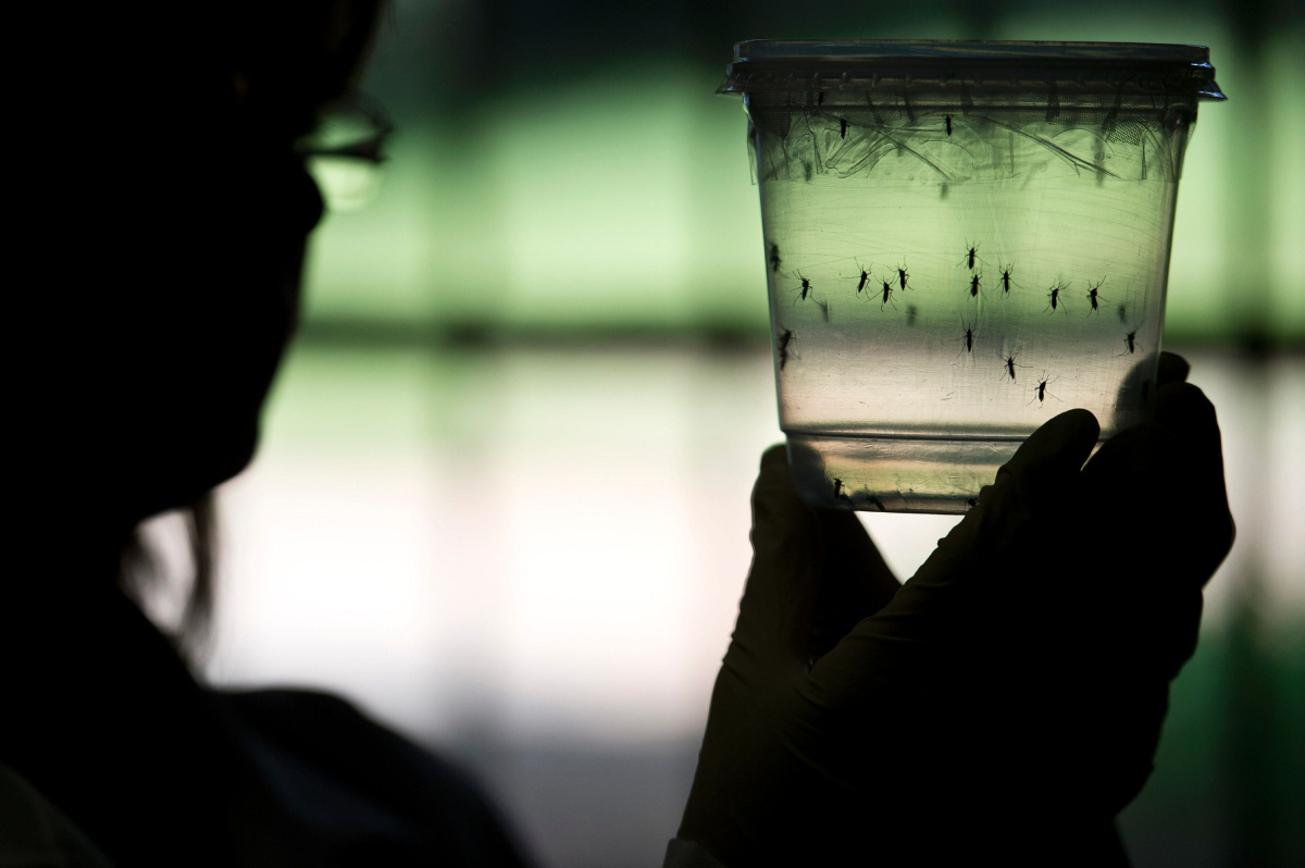 Zika May Cause Brain Damage in Adults, Too