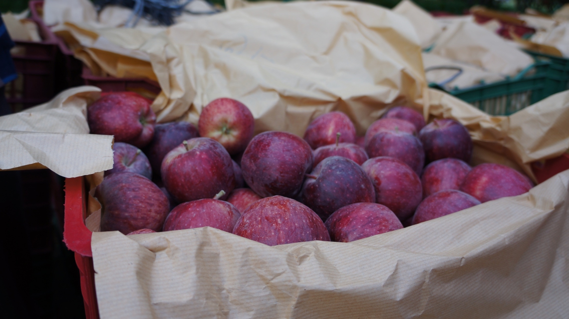 Philippines Testing Iranian Apples for Import