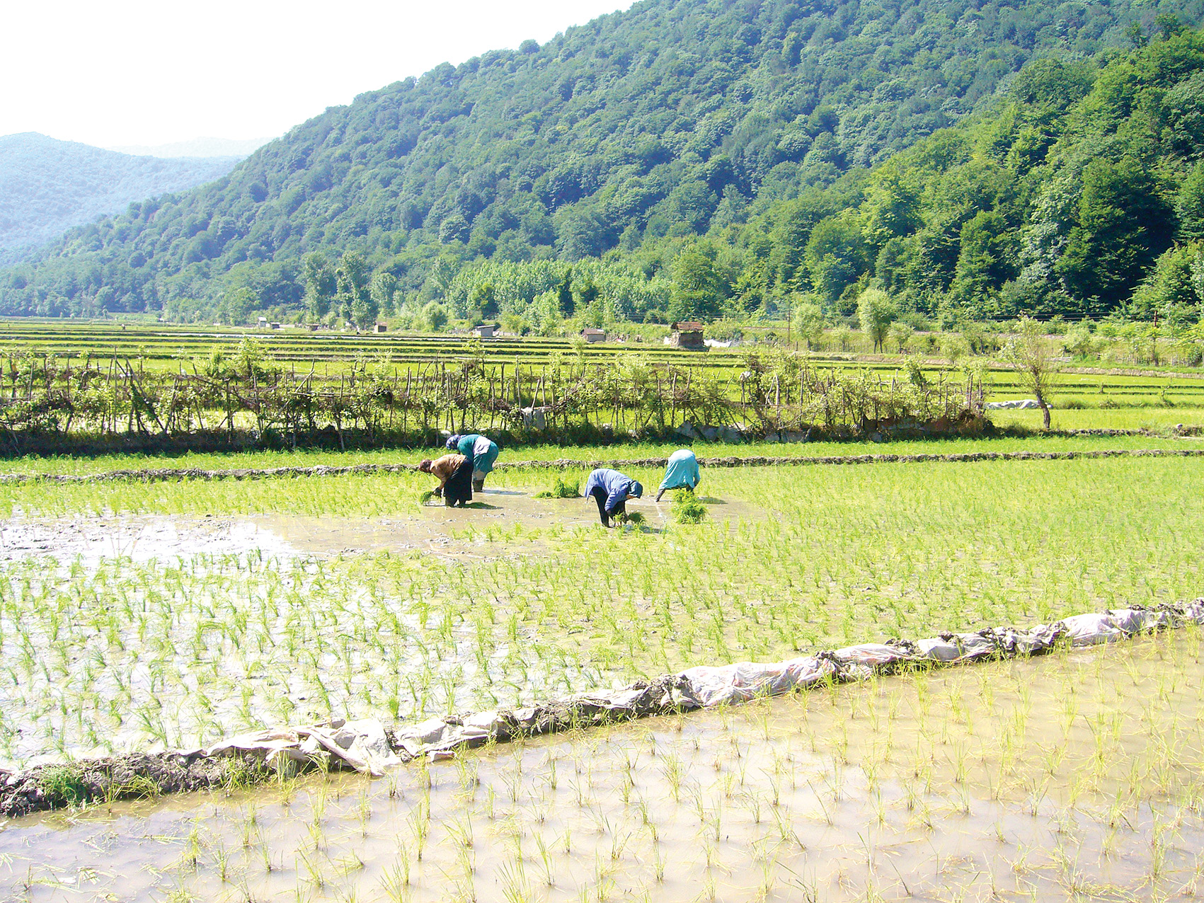 Iran to Place Restrictions on Farming Amid Water Shortage