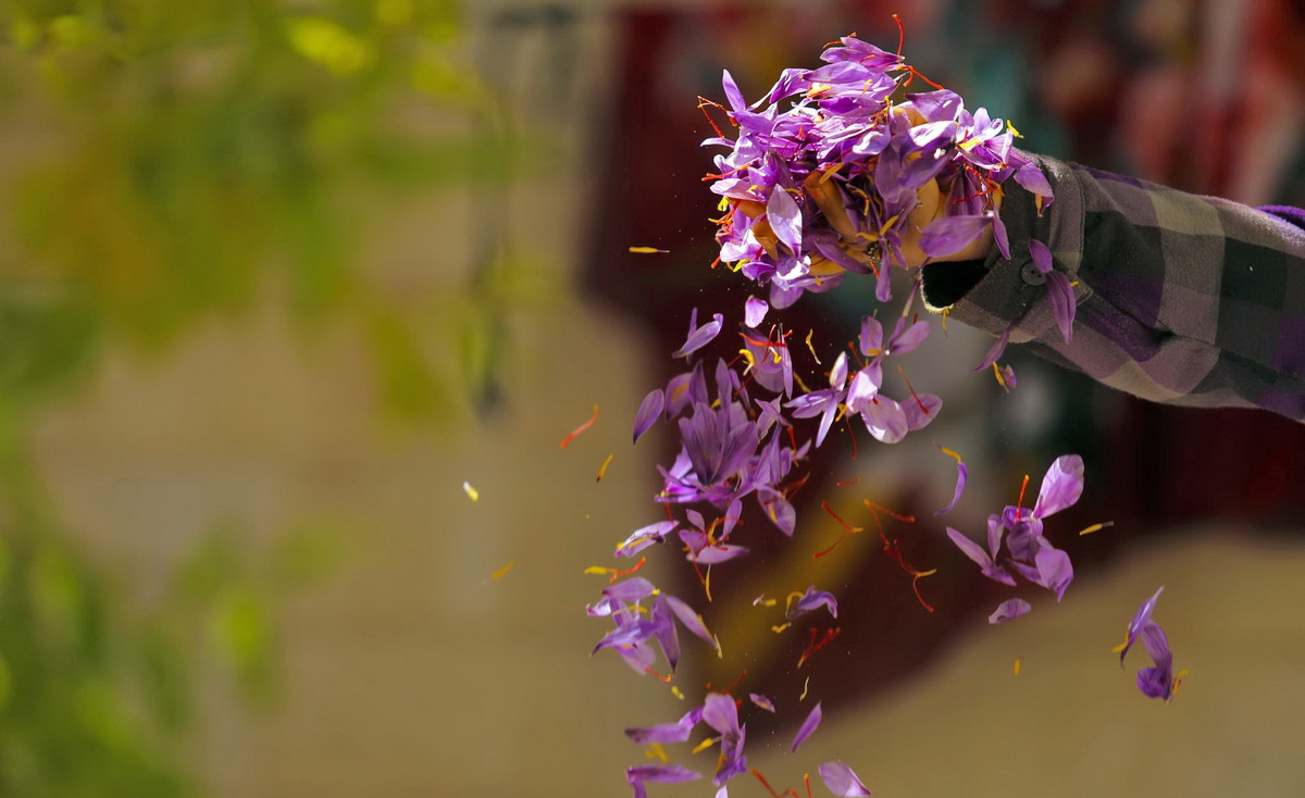 Iran Saffron Exports at Record High