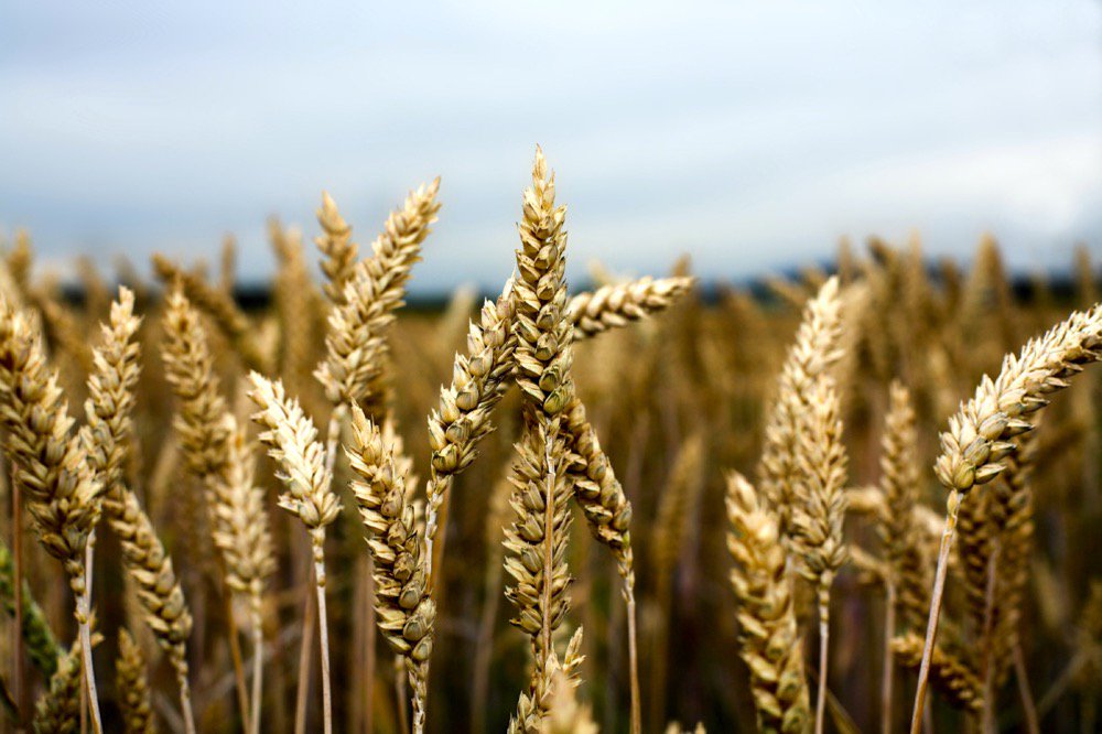 Government Buying Wheat to Build Up Strategic Reserve