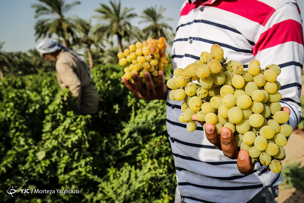 Iran Agrifood Exports Rise 27% to Record High of $2.6 Billion