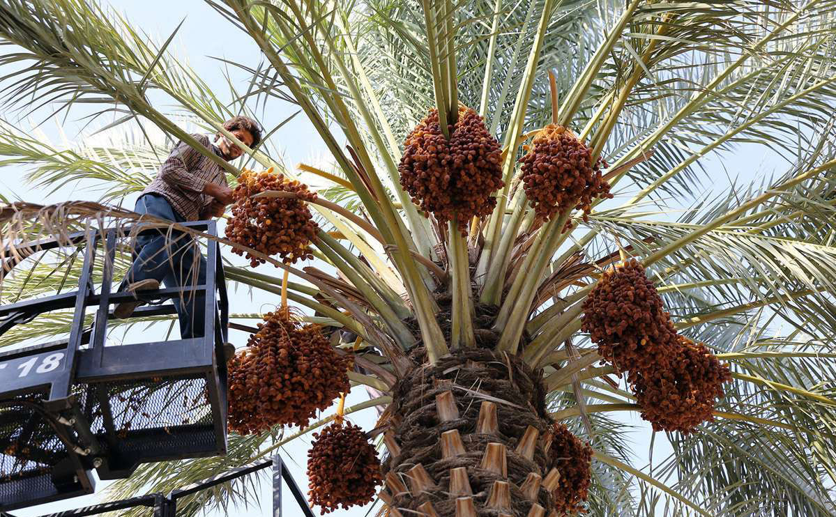 Iran Among World’s Top Three Dates Producers, Exporters