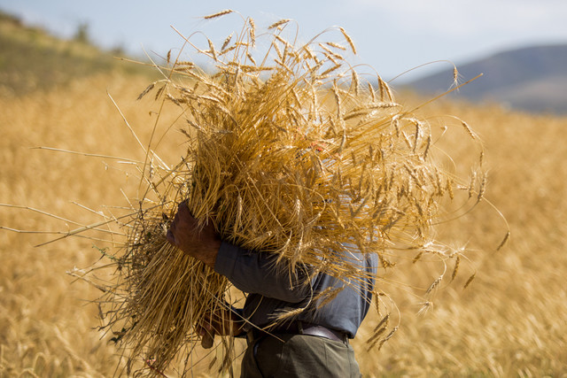 Iran 13th Biggest Wheat Producer in World