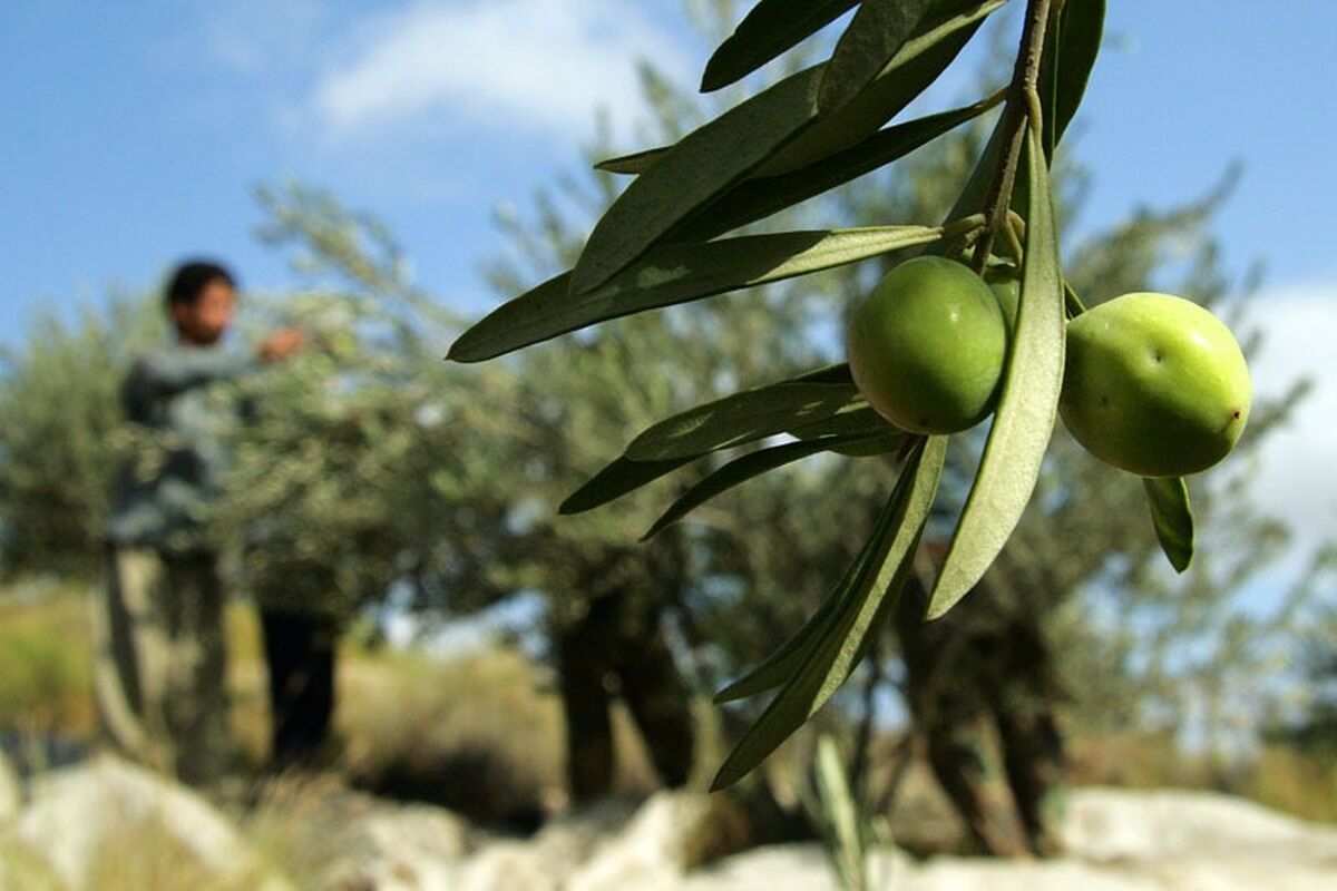 Iran Elected President of Int’l Olive Council