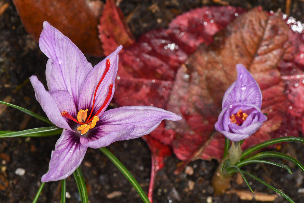 Iran saffron harvest unique agritourism opportunity