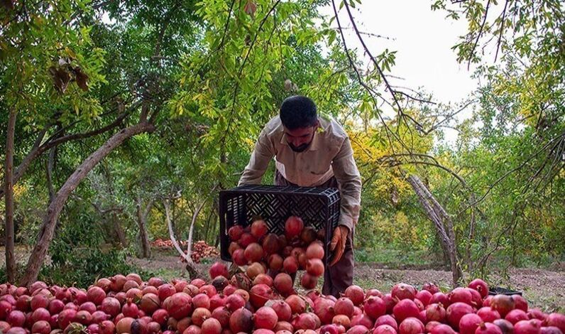 Over 800 Tons of Pomegranates Exported from Jolfa to EAEU Markets: Official