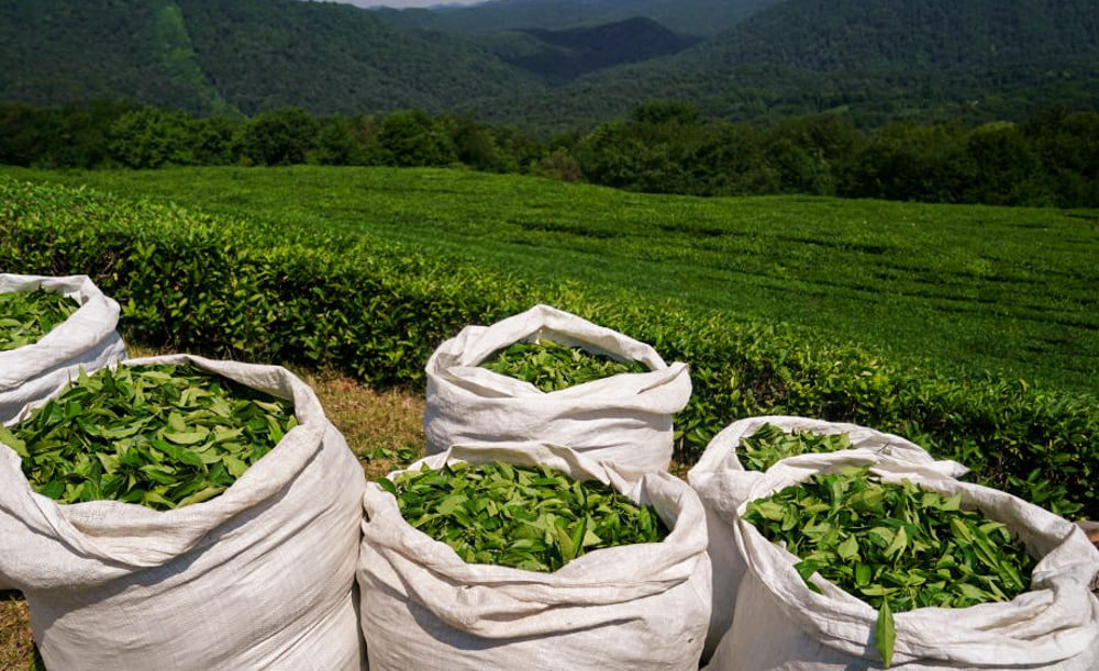 Tea Exports Reach Over $40 Million in 11 Months