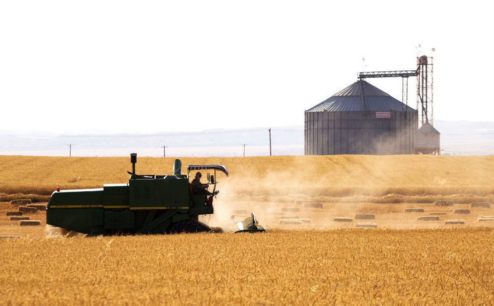 Iran Reports 32% Surge in Early Wheat Harvest