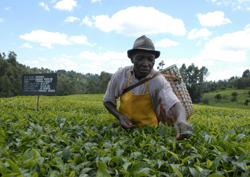 Kenya’s Q۱ Earnings From Tea Exports to Iran Jump Eightfold