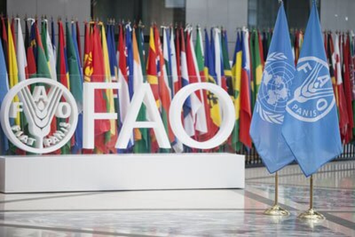 FAO highlights essential role of rural women in food products