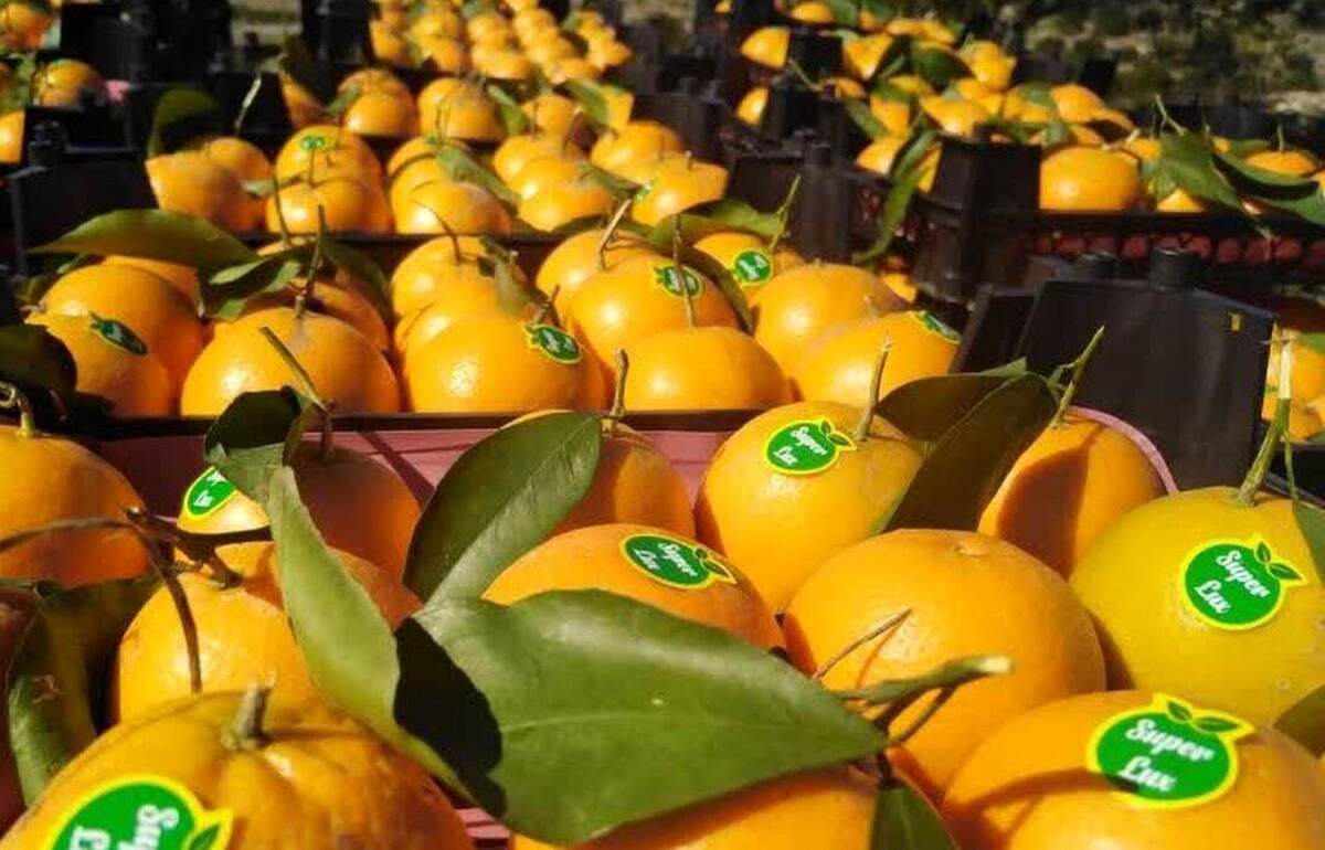 Iran Mazandaran exports 11,000 tons of citrus fruits in 7 mos