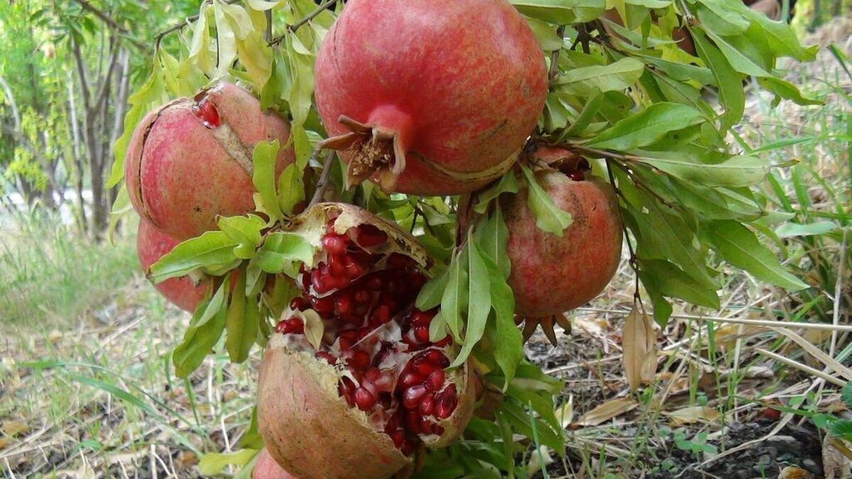 Iran ranks 3rd in pomegranate production in world: official