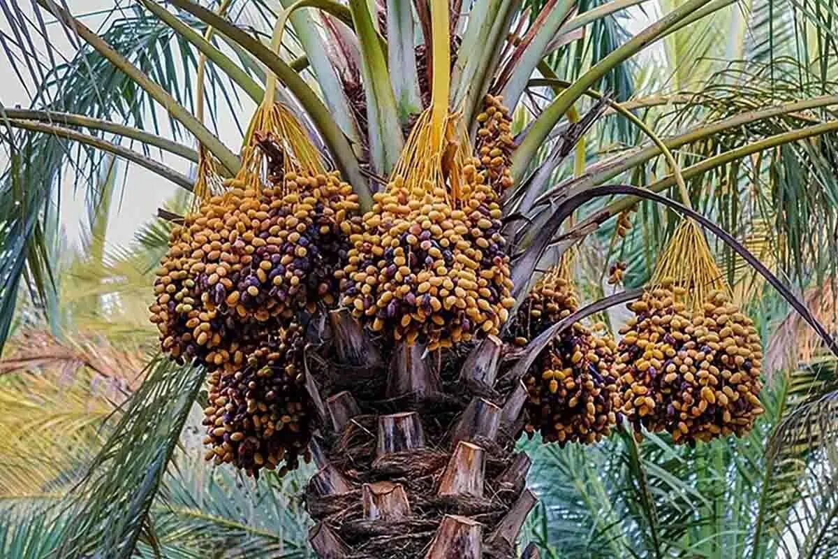 Iran World’s Third-Largest Producer of Fresh Dates: Official