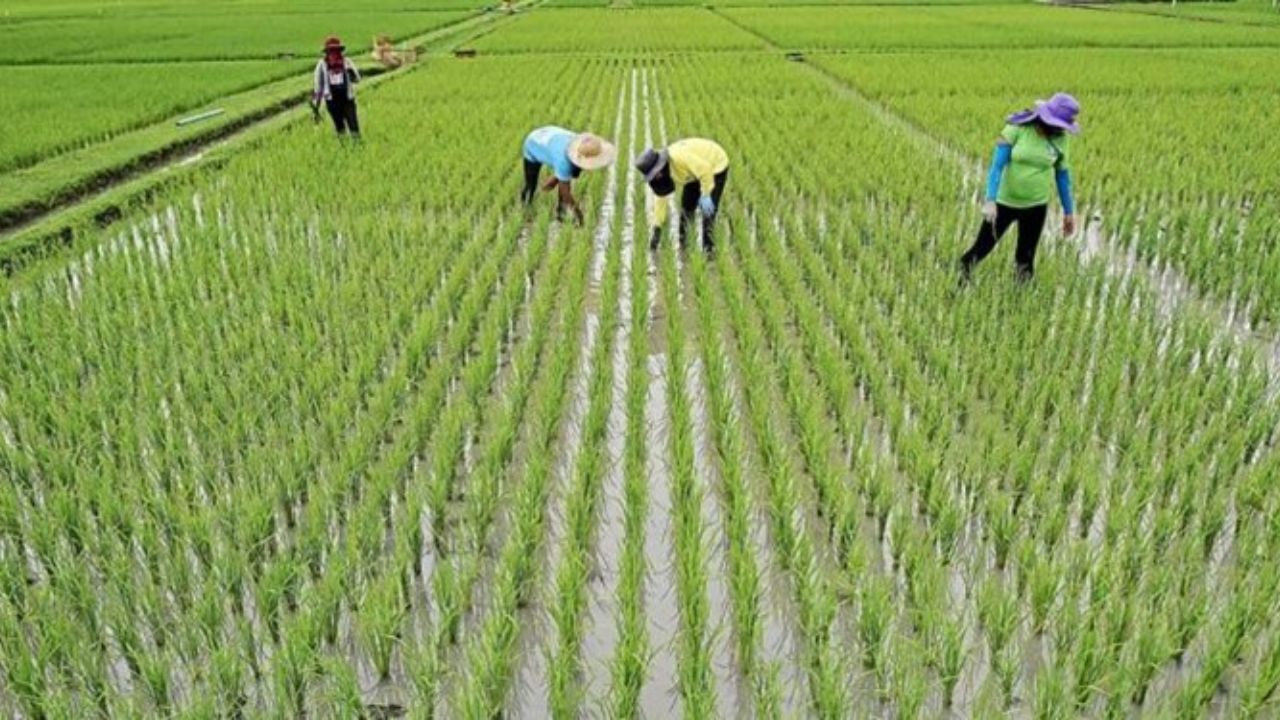 Tehran, Kuala Lumpur Ink MoU in Rice Research Field