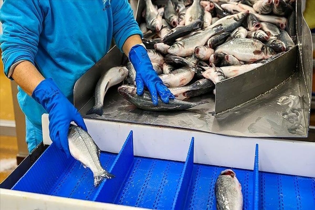 Iran Exports $310 Million of Fishery Products in One Year: IRICA