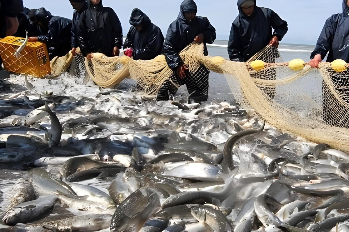 Iran’s quarterly fish export surpasses $53 mn