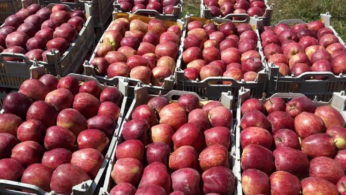 Iran’s annual apple production stands at 3-4m tons