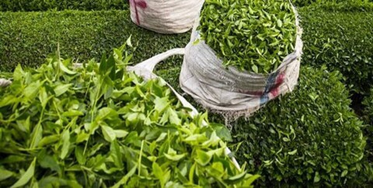 Iran’s annual tea exports hit 12k tons: Official