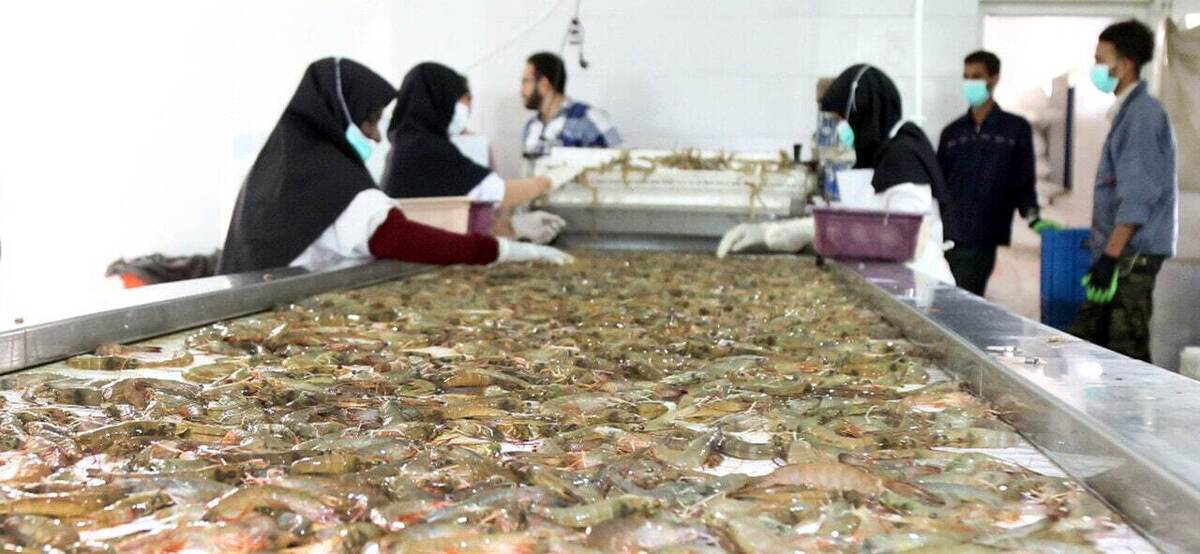 Iran’s export of fishery products in 5-month period up 24%