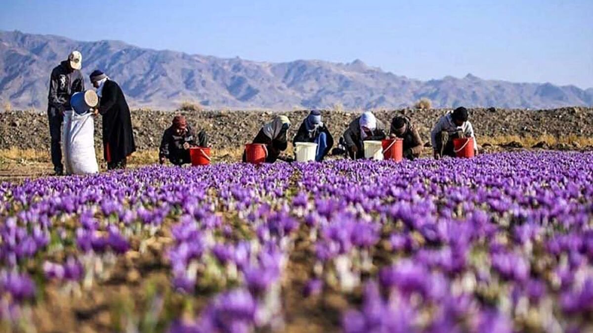 Iran’s Fars Province exports $1.5 billion of medicinal plants