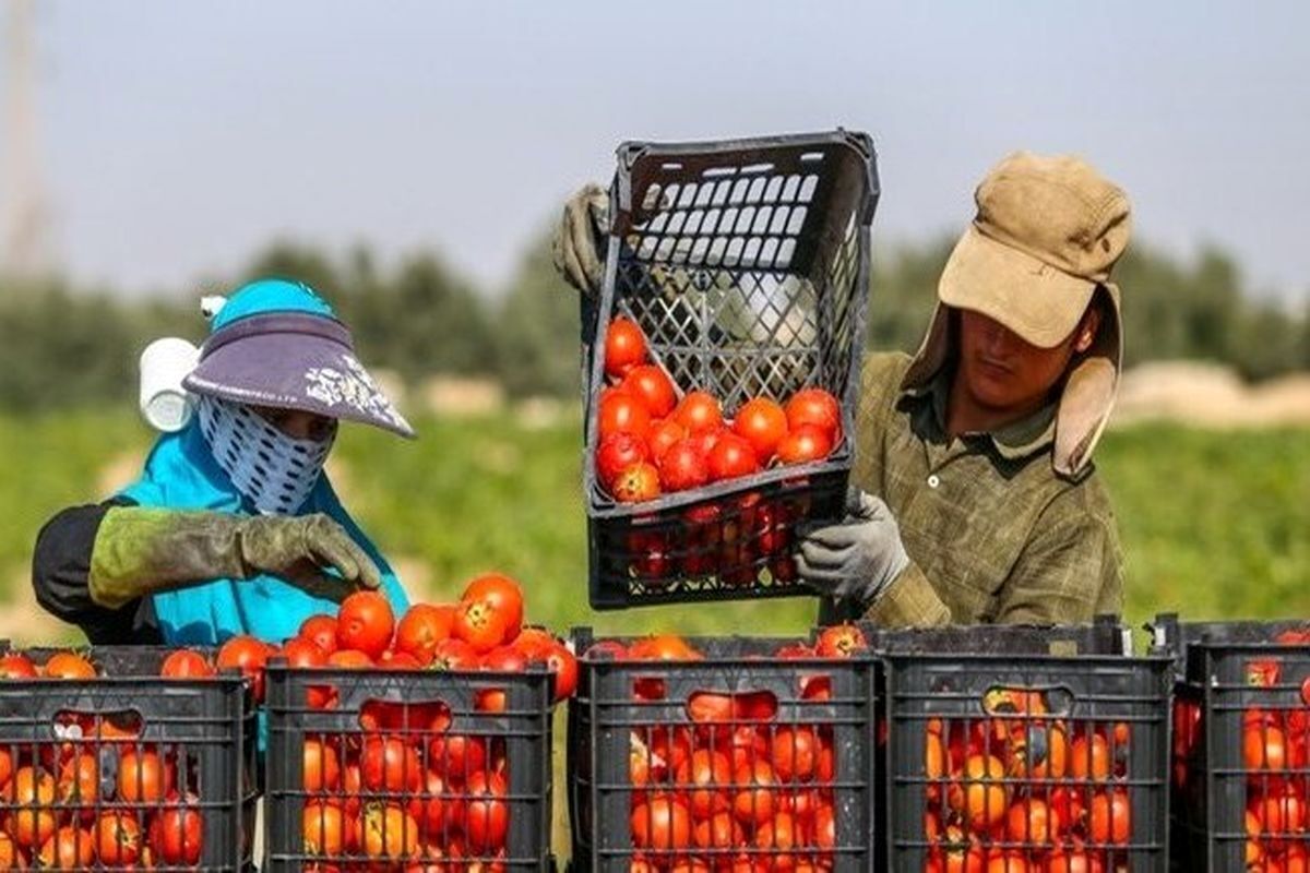 Mazandaran exports 15,000 tons of agri. products in 5 months