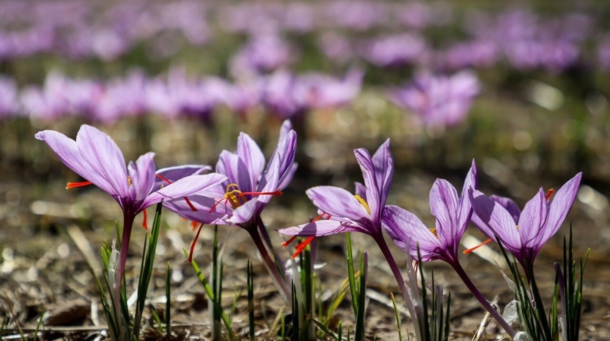 Iran plans to raise saffron output by 20% in 3 years Iran plans to raise saffron output by 20% in 3 years