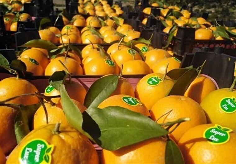 Iran’s Mazandaran exports over 29,000 tons of fruit in a single day