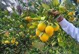 Iran’s Mazandaran exports 44k tons of citrus fruits in 8 mos