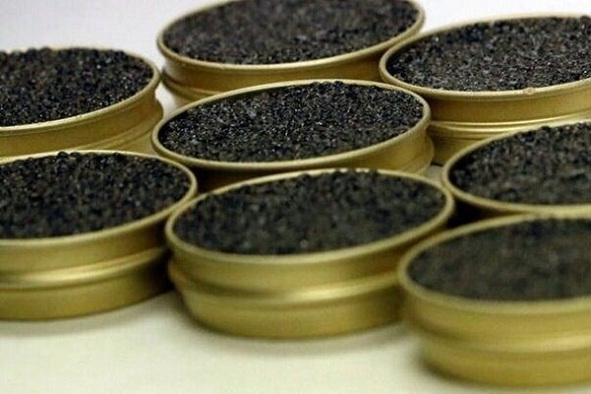 Iran’s annual production of caviar rises by 17% Iran’s annual production of caviar rises by 17%
