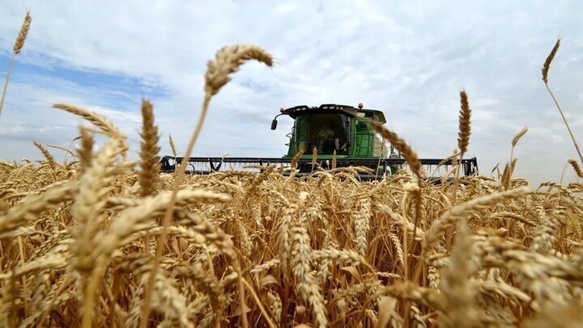Iran cuts its agricultural import bill by 50%: minister