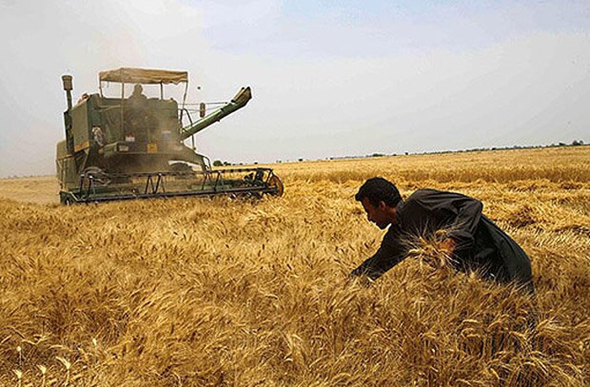 Iran needs to import 4.5 mln tons of wheat by yearend Iran needs to import 4.5 mln tons of wheat by yearend