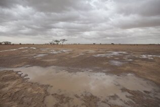 FAO urges action on rangeland restoration, drought resilience