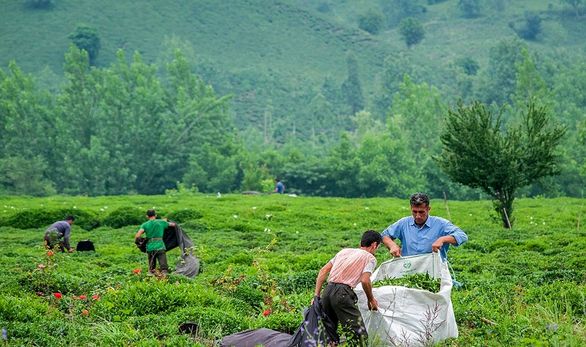 نحوه پرداخت خسارت محصول چای نقطه به نقطه نیست نحوه پرداخت خسارت محصول چای نقطه به نقطه نیست