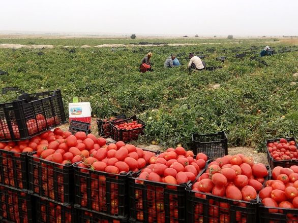 استقبال گوجه کاران از بیمه محصولات کشاورزی افزایش یافت استقبال گوجه کاران از بیمه محصولات کشاورزی افزایش یافت