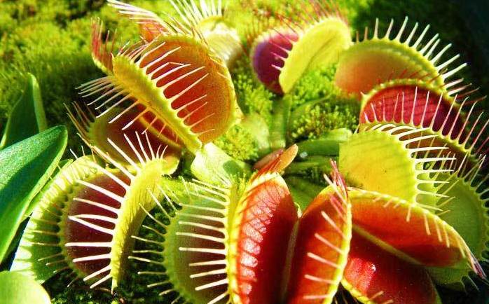 اگر این گیاه گوشتخوار را دیدید، فرار کنید! + فیلم