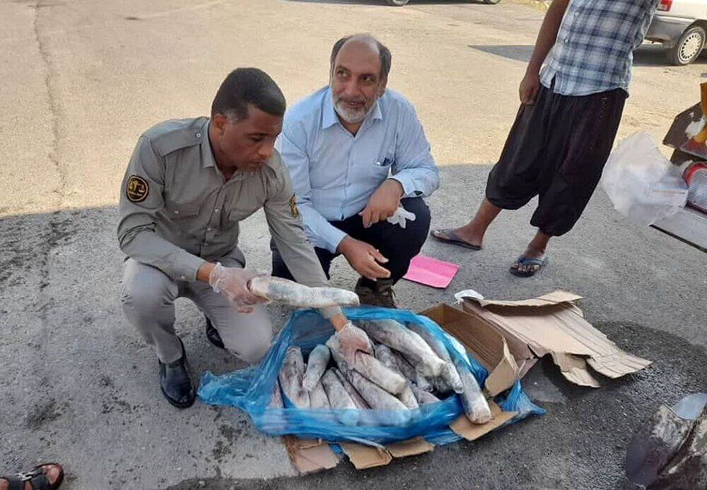 محموله «زبان گاو» در هرمزگان امحاء شد