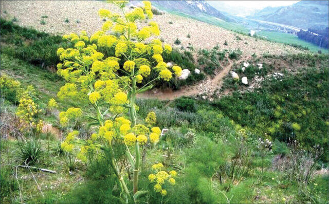 این گیاه را بکارید میلیاردر می شوید