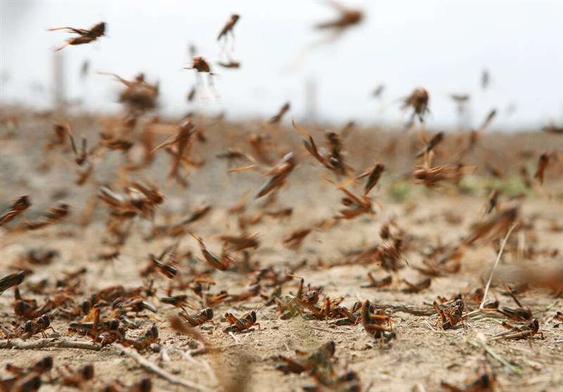 هجوم باورنکردنی ملخ مراکشی به اراضی اصفهان + فیلم