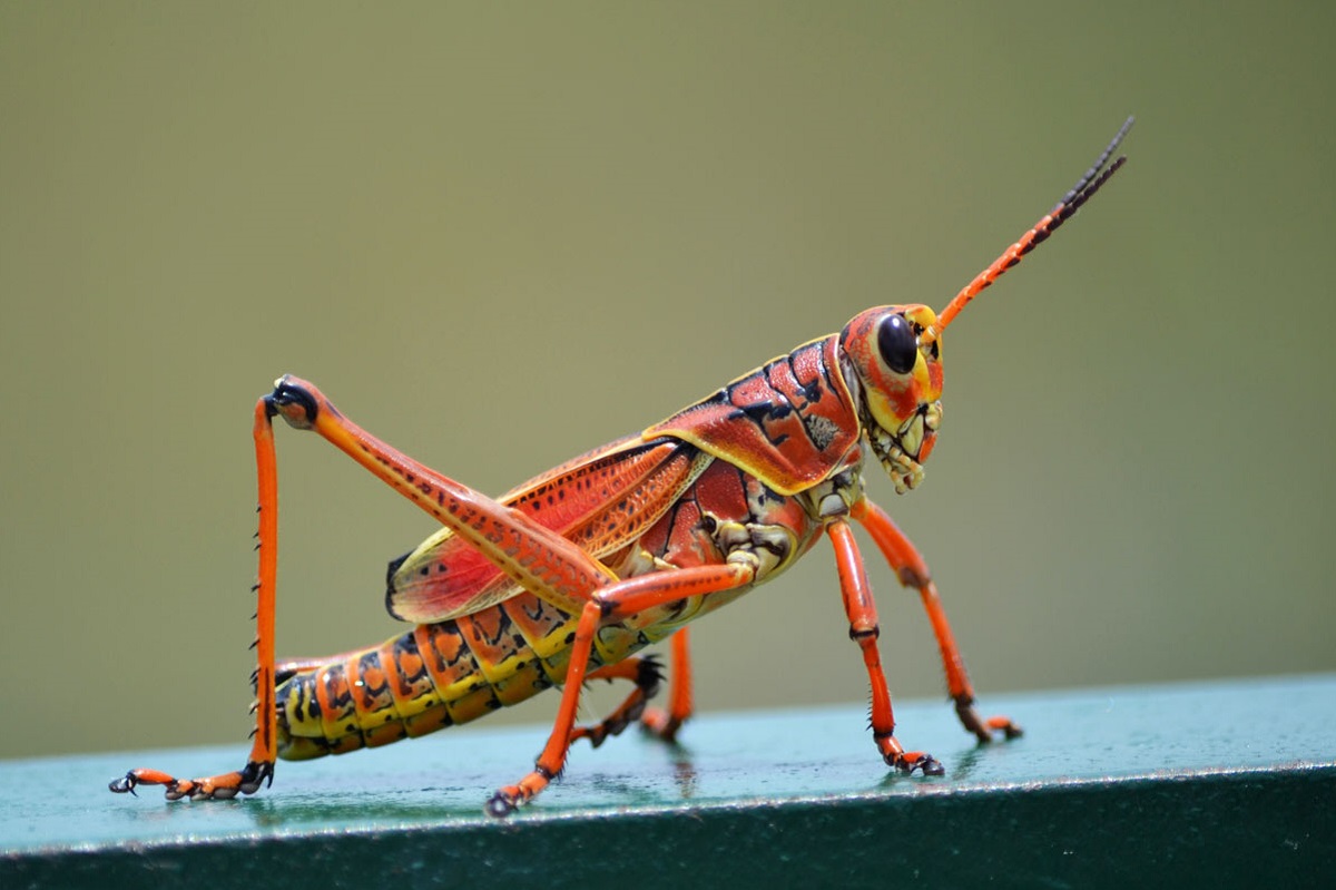 تصاویر هولناک از حمله ملخ‌ها پاوه! + فیلم