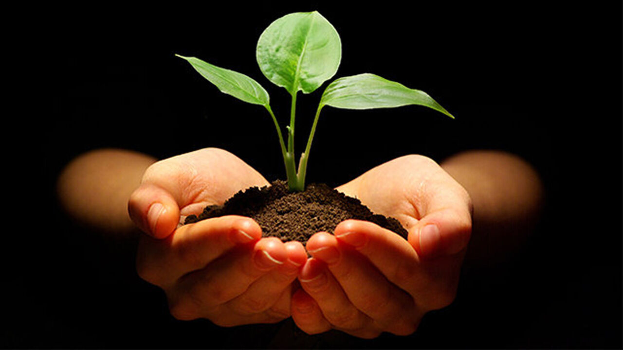 گیاهان مانند انسانها میخوابند؟! + فیلم گیاهان مانند انسانها میخوابند؟! + فیلم