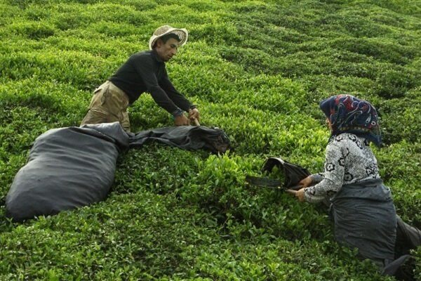 خبر خوش برای چایکاران شمال کشور