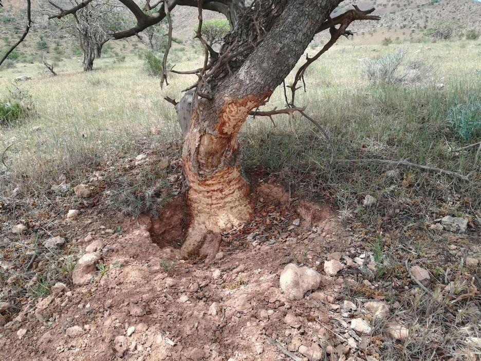 مبارزه با آفت تشی در جنگل‌های شهرستان جهرم