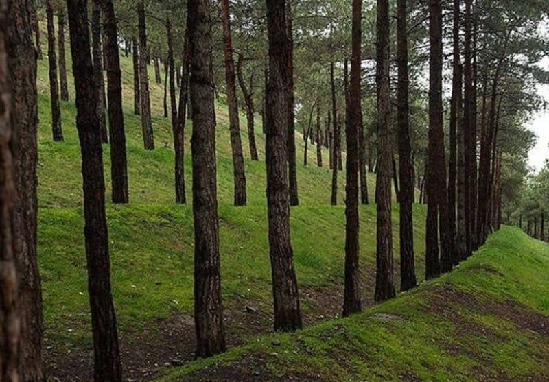 ساخت هتل در بوستان‌های جنگلی تهران!