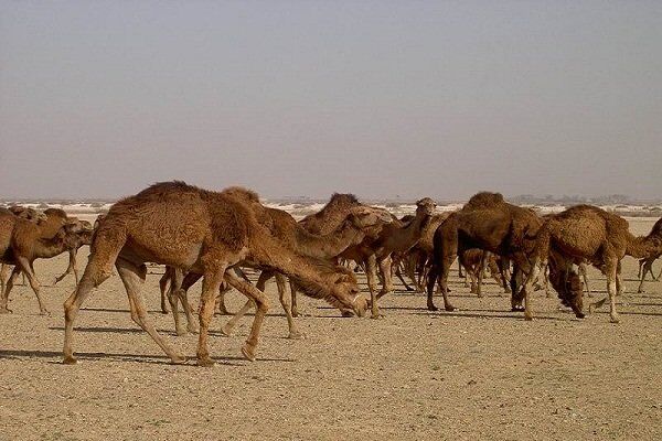 واردات شتر از افغانستان​/ تردد از مرز میلک هنوز هم پرچالش است