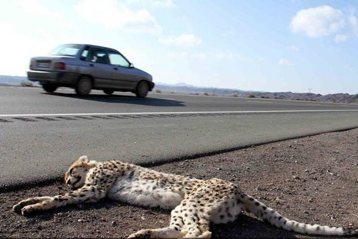 خطر برخورد با یوزپلنگ در این جاده / مسافران مراقب باشند