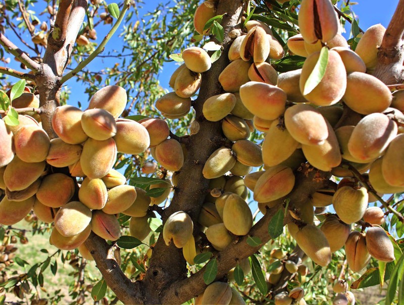 خرید نهال بادام