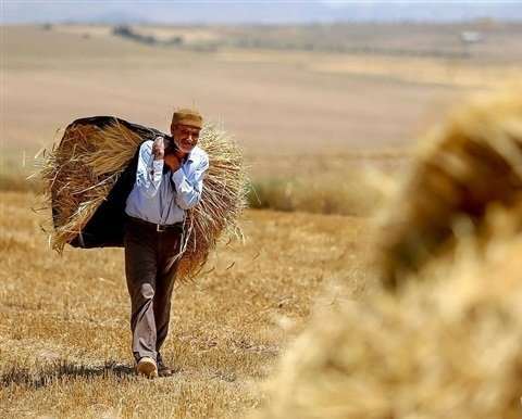 زمان پرداخت مطالبات گندمکاران مشخص شد