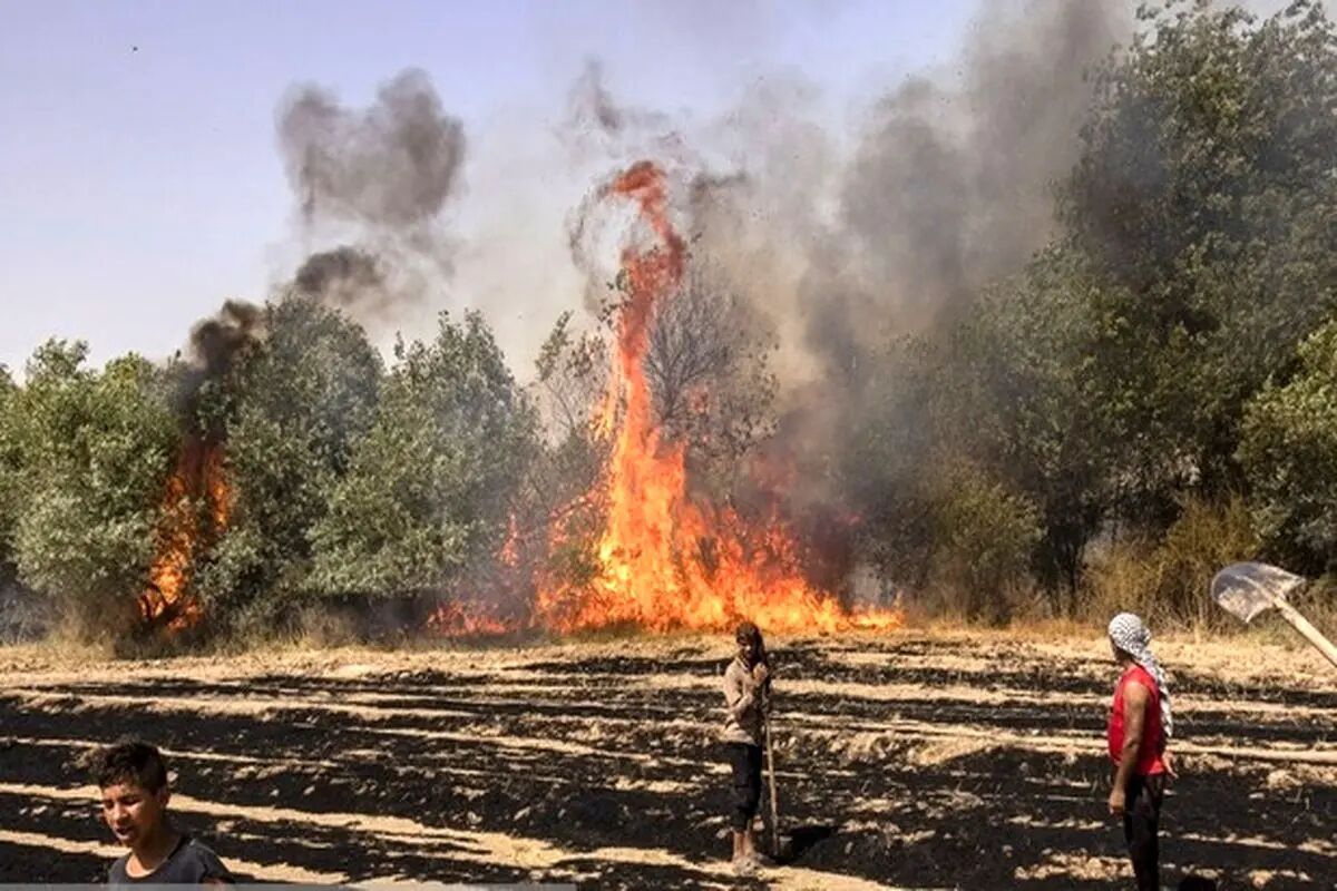 جنگل‌های کرخه در آتش سوخت!