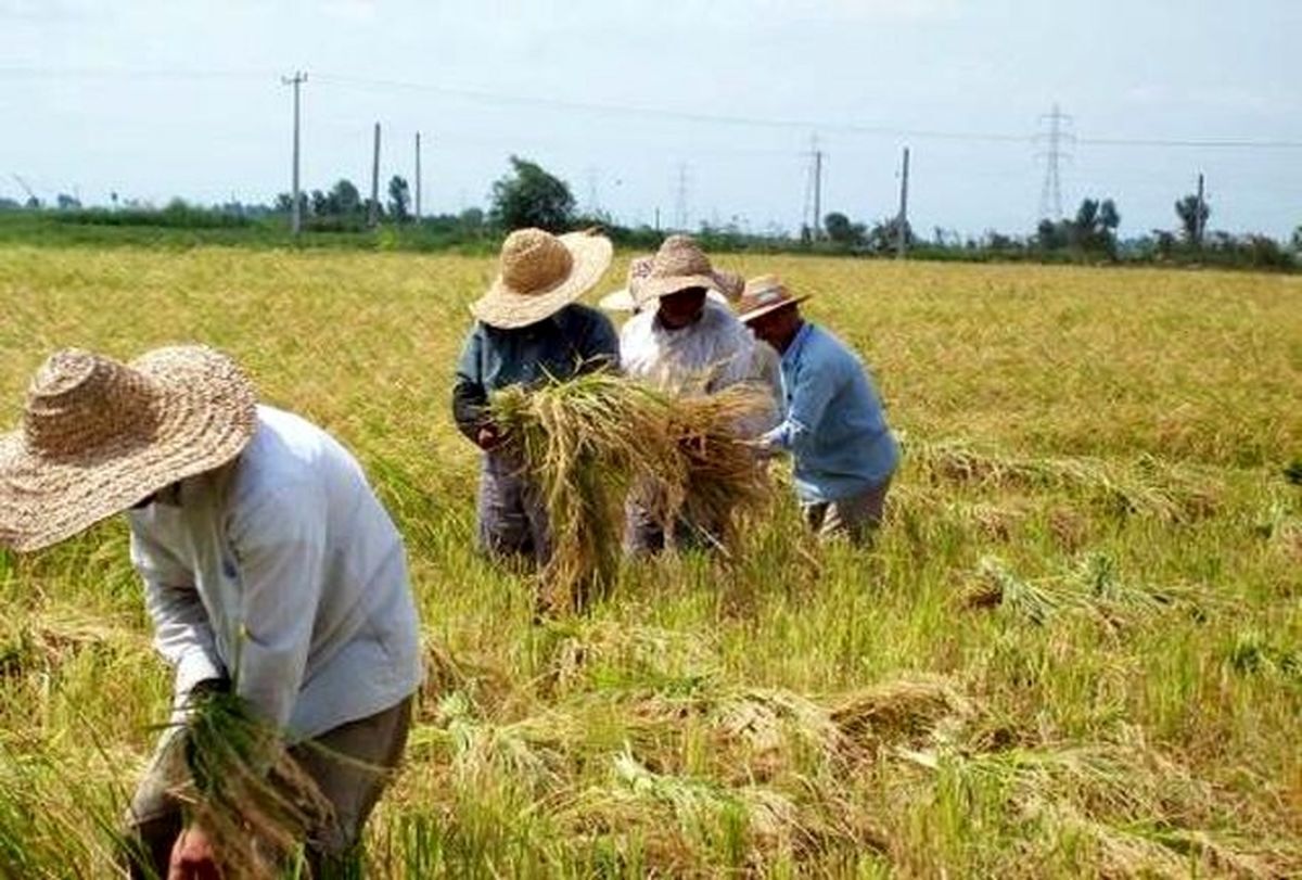 خسارت گرمای هوا به محصولات کشاورزی